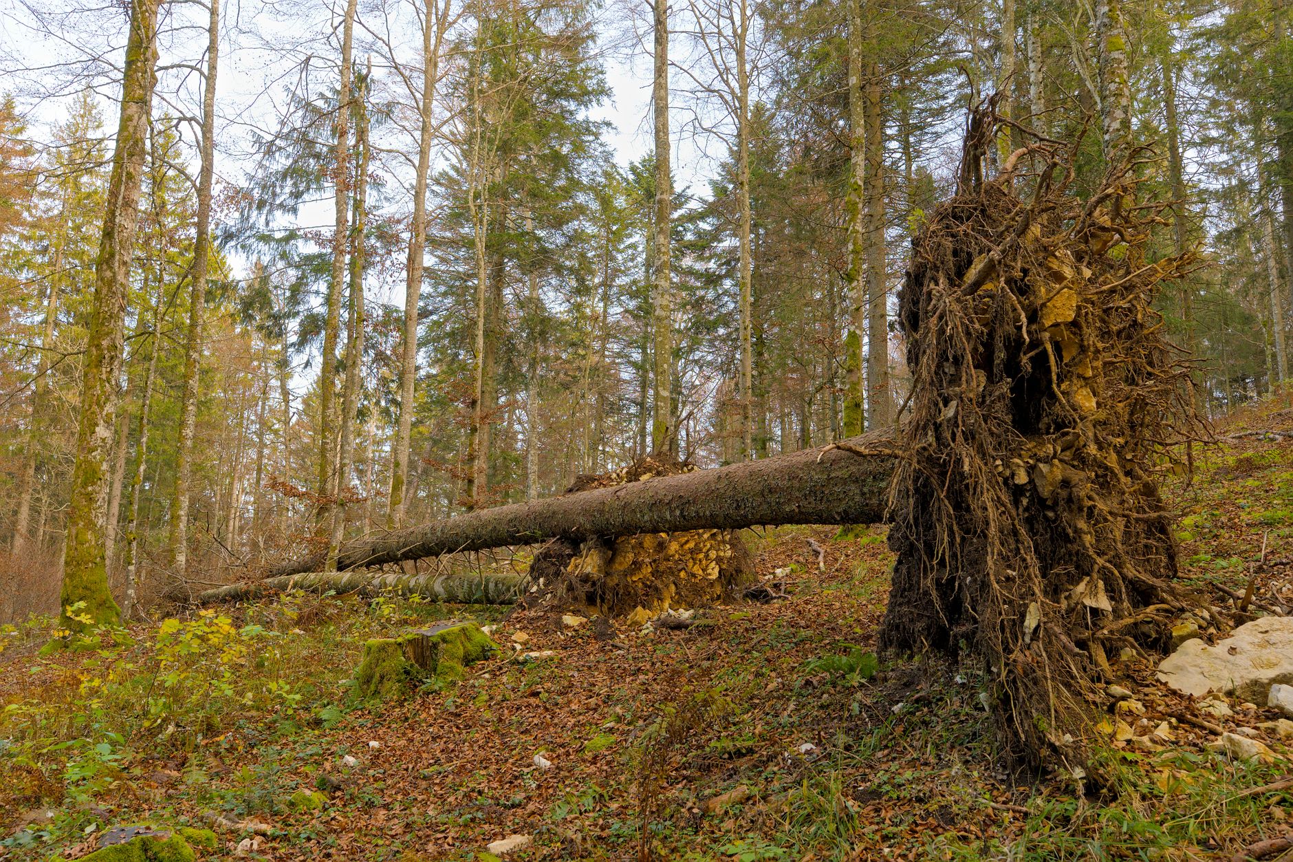 Enlèvement arbre urgence équipe à Levallois-Perret